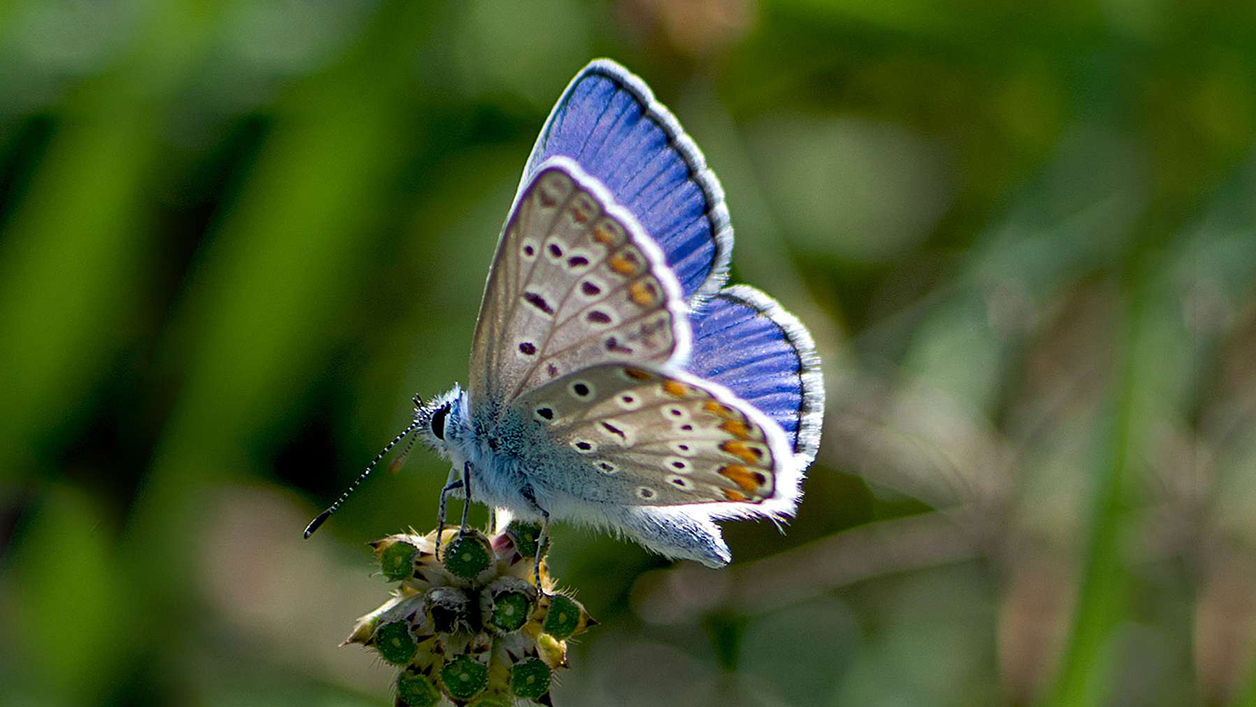 program image (fixme context)